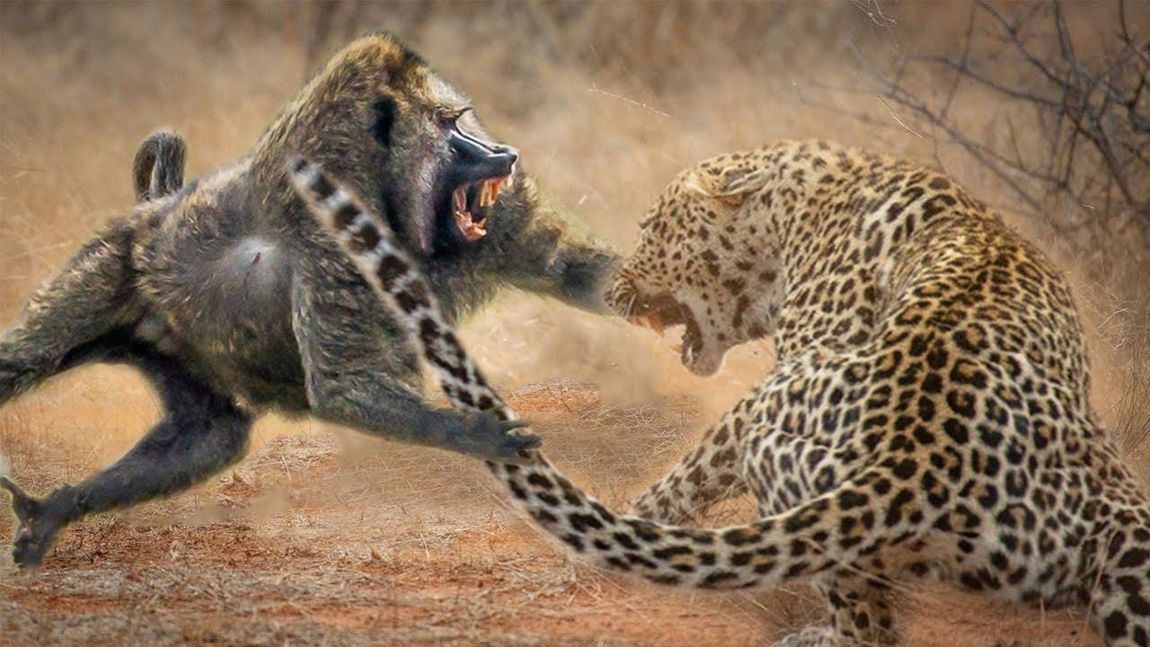 maxresdefault - Combattimento tra animali