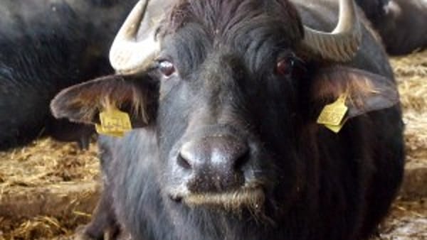 Il SIAAB Altragricoltura e LiberiAgricoltori Campania in difesa del comparto bufalino
