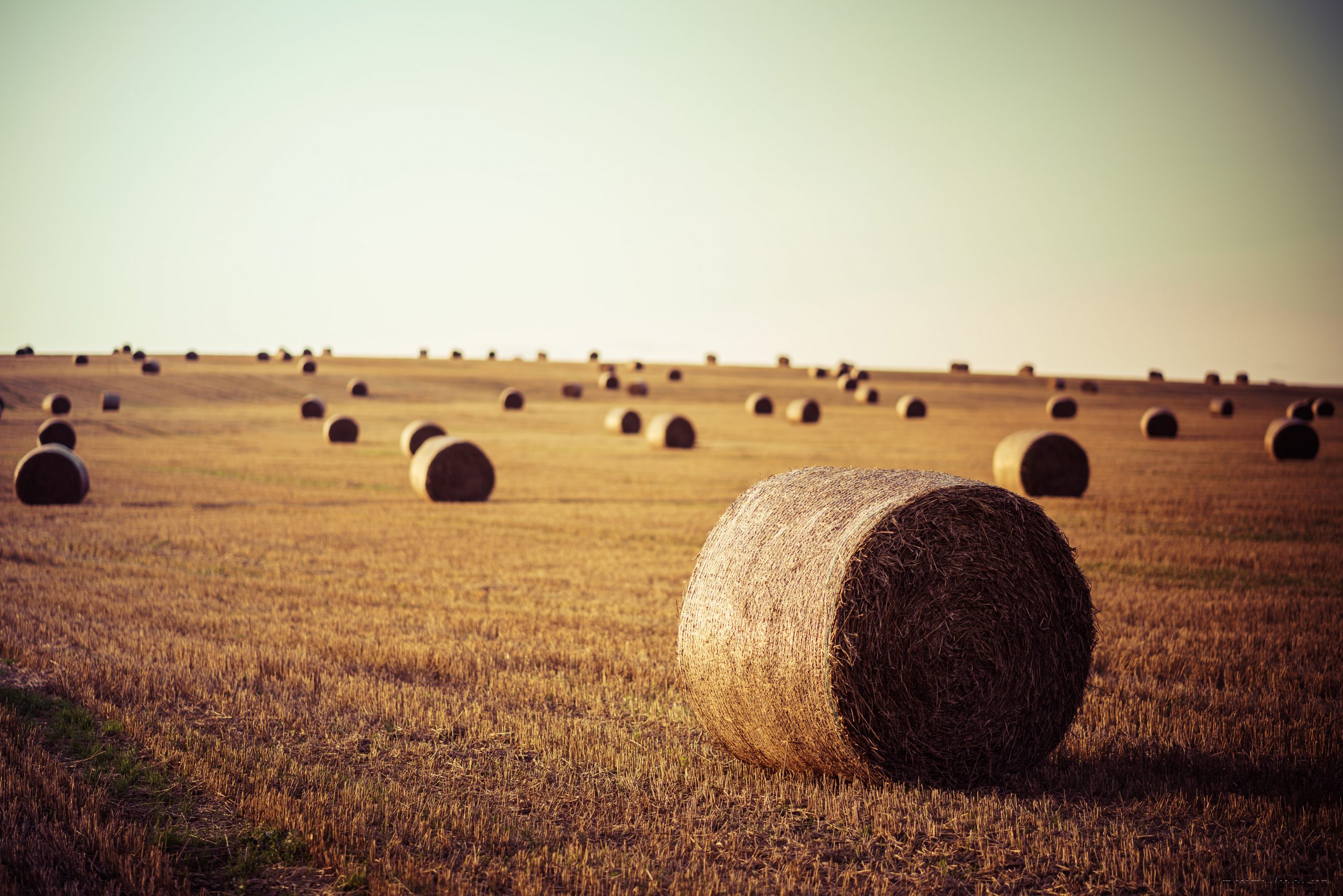 Il grano ha bisogno di politiche e scelte nuove.