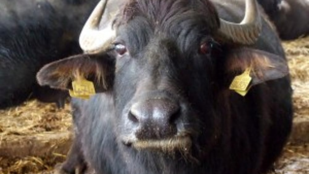 SIAAB e Altragricoltura annunciano iniziativa a Casal di Principe a difesa dello allevamento di bufale